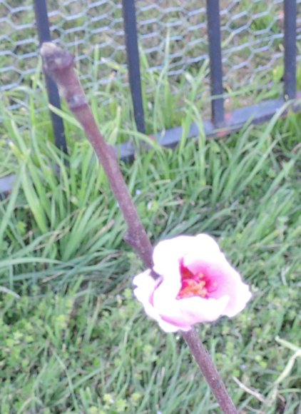 25 first peach blossom