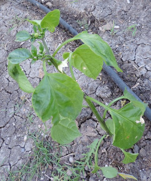 27 jalapeno