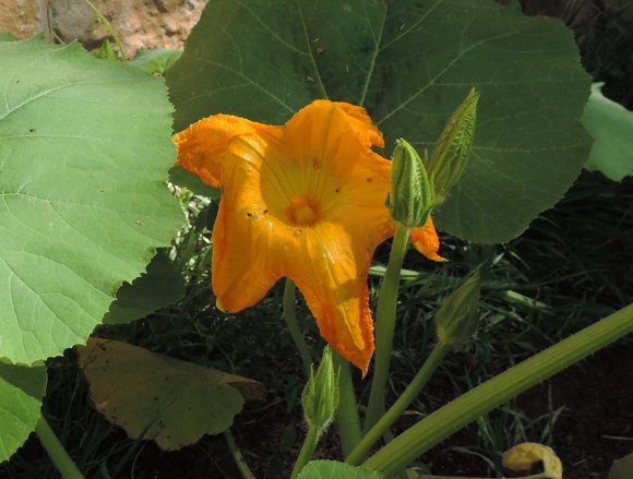 29 pumpkin