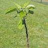 31 apple