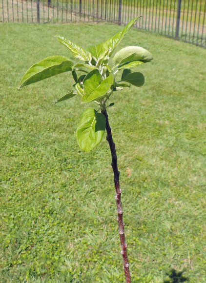 31 apple