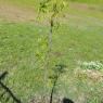 33 pecan