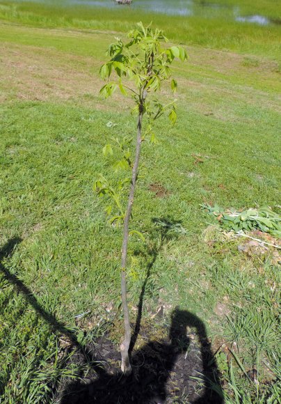 33 pecan