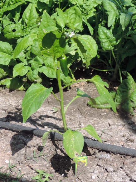 34 jalapeno