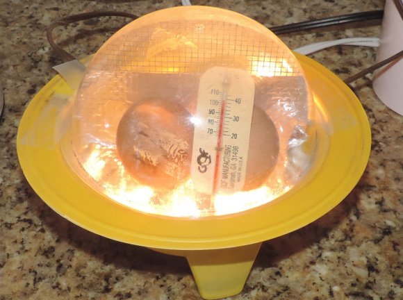 39 eggs