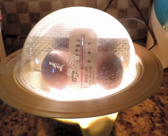 40 eggs