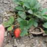 41 strawberry scale