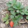 41 strawberry