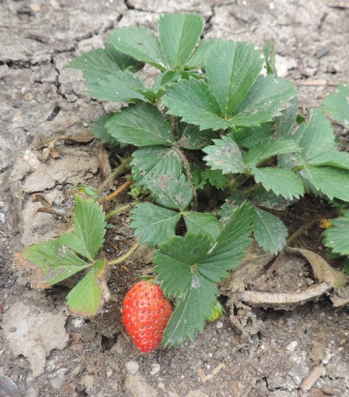 41 strawberry