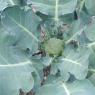 42 brocolli