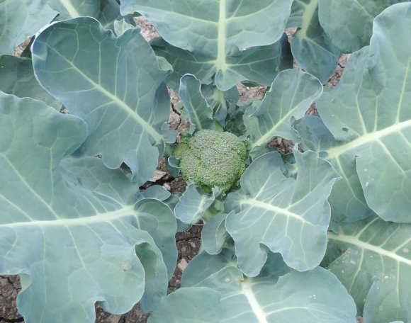 42 brocolli