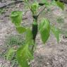 43 jalapeno