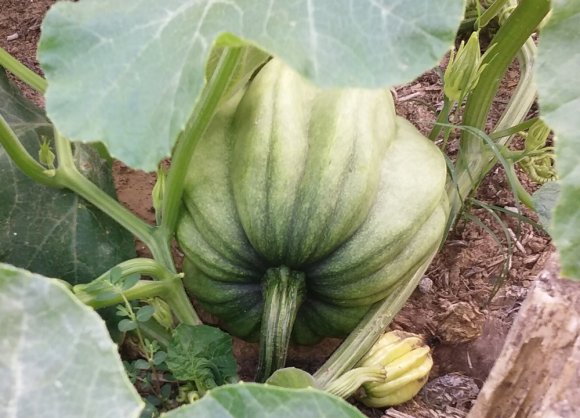 49 acorn squash