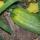 50 cucumber