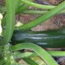 52 zucchini