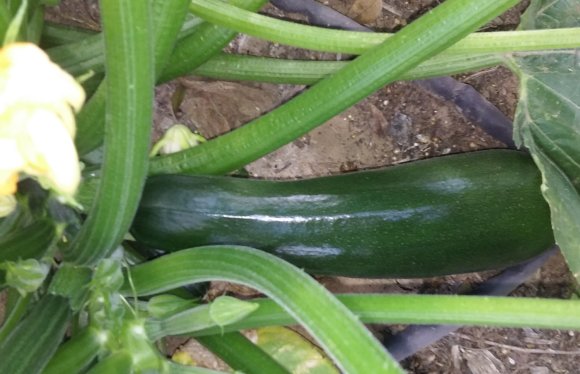52 zucchini