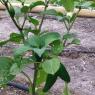 53 jalapenos