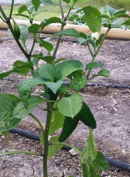 53 jalapenos