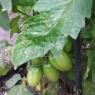 54 tomatoes