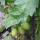 54 tomatoes