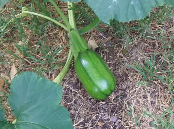 57 pumpkin