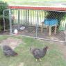 75 new coop
