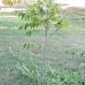 83 pecan
