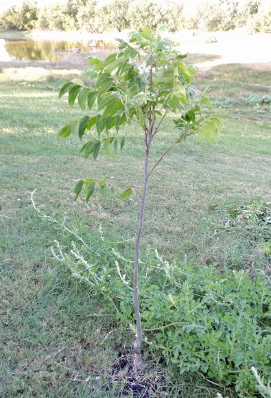 83 pecan