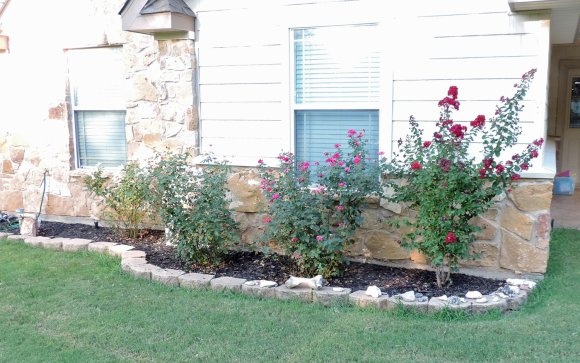 88 roses