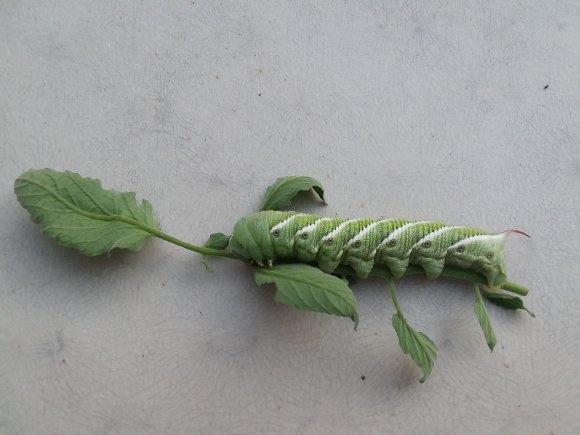 89 tomato hornworm