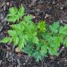 14 rogue plant