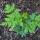 14 rogue plant