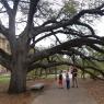 07 century tree
