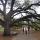 07 century tree