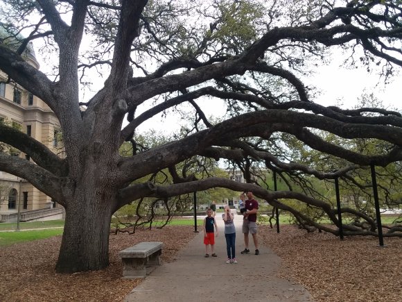 07 century tree