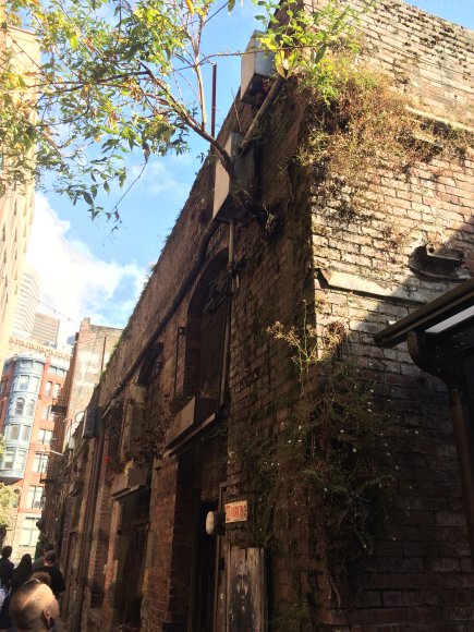 tree growing out of wall
