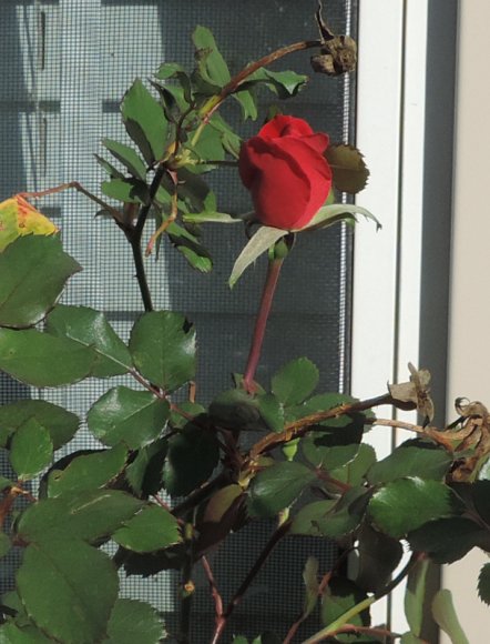 12 red rose