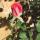 13 pink rose