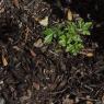 13 suspicious plant