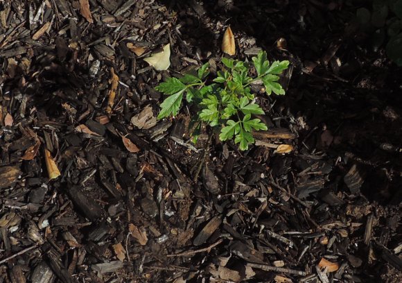 13 suspicious plant