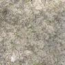 15 grass in back yard
