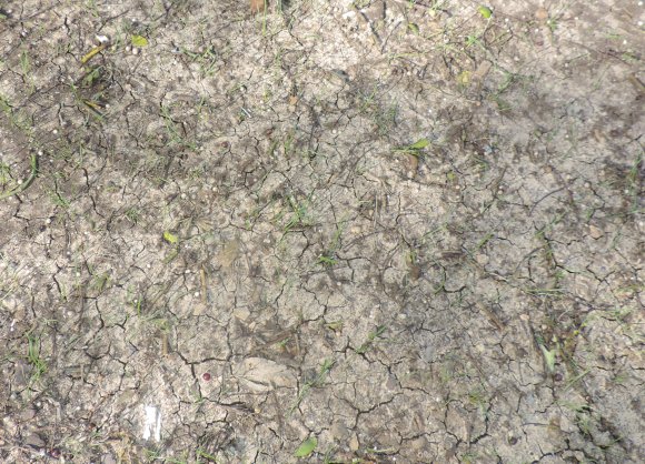 15 grass in back yard