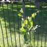 19 grapes