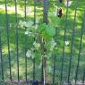 20 grapes