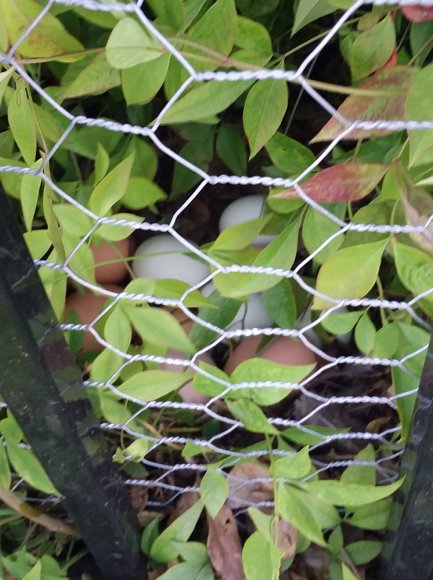 21 hidden nest
