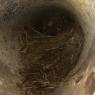 24 nest