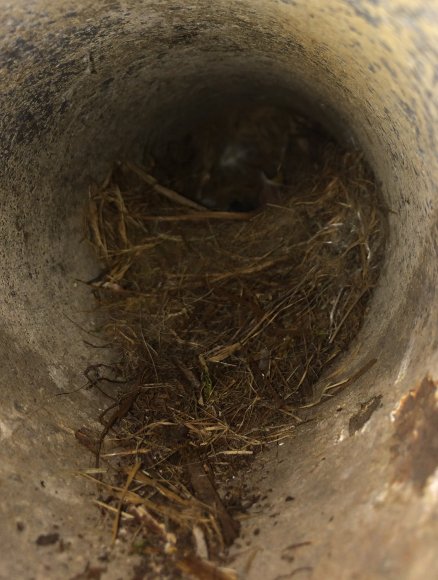 24 nest