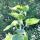 29 sunflower2