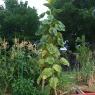 29 sunflower