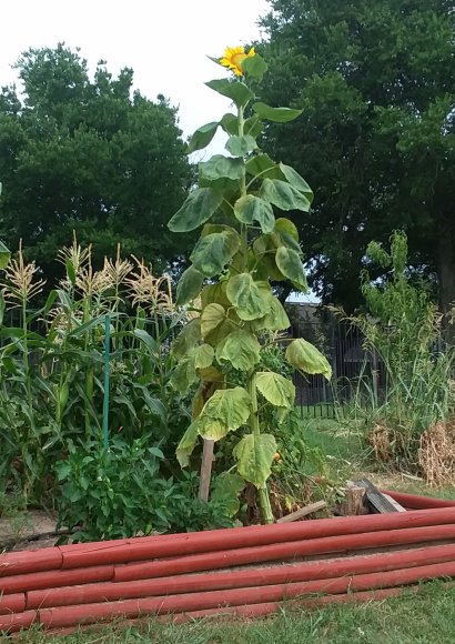 29 sunflower